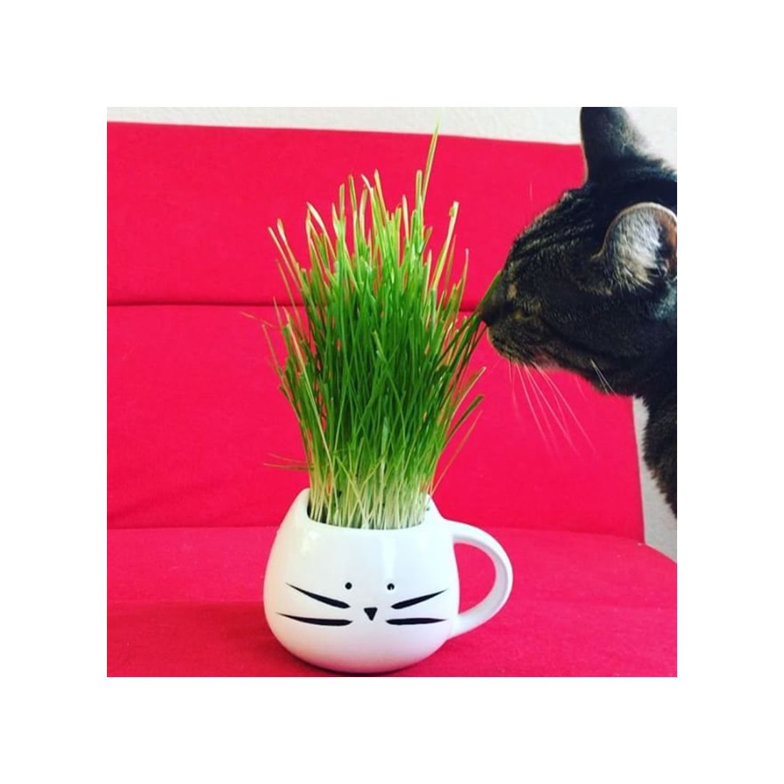 Cat Face Mug White - A must for cat lovers!