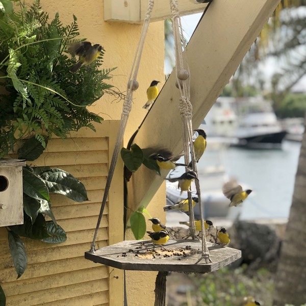 Macramé Hanging Bird Table