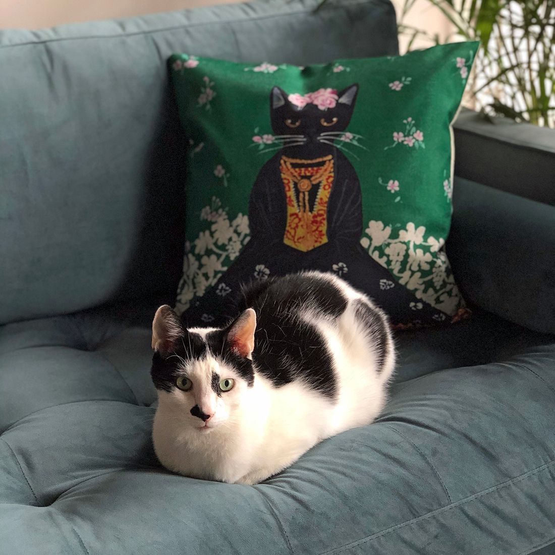 Een zwart-witte kat ligt opgekruld op een bank, naast een groen Frida Kahlo kussen.