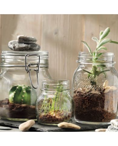 Three glass preserving jars containing various plants: a cactus, sprouts, and a succulent, with decorative stones.