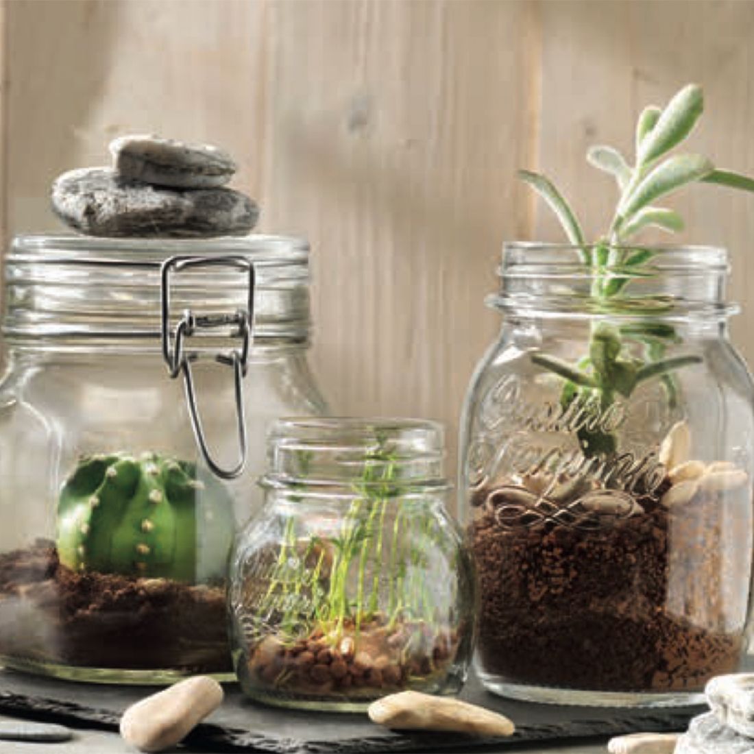 Three glass preserving jars containing various plants: a cactus, sprouts, and a succulent, with decorative stones. Three glass preserving jars containing various plants: a cactus, sprouts, and a succulent, with decorative stones.
