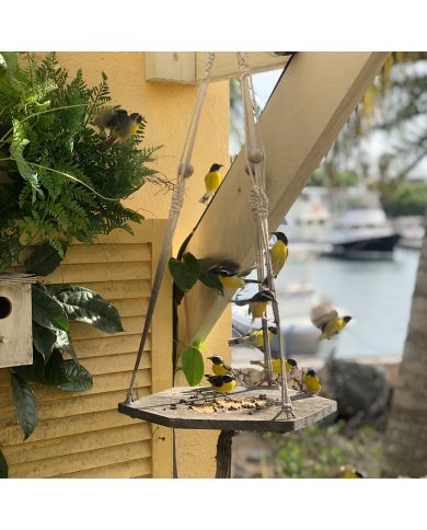 A flock of small, brightly-coloured yellow birds perched and foraging on a macramé bird table by a coastal setting. A flock of small, brightly-coloured yellow birds perched and foraging on a macramé bird table by a coastal setting.