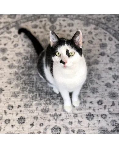 Perzische Vloerkleed Yazd