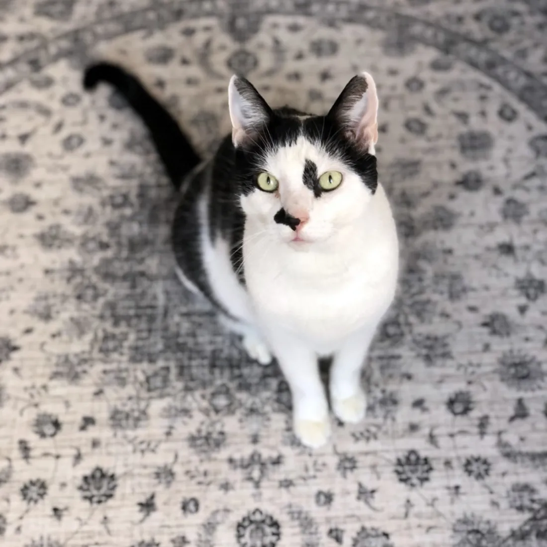 Perzische Vloerkleed Yazd