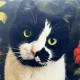 Katten Kussen Midnight Whiskers