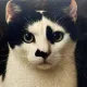 Katten Kussen Purrfect Bloom