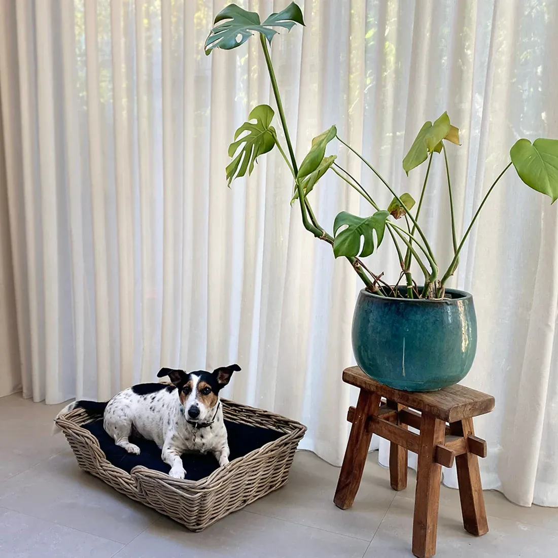Kubu Rattan Dog Basket - stylish and robust pet baskets